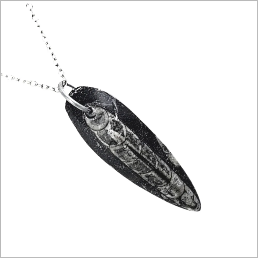 Genuine Orthoceras Fossil Pendant with Stainless Steel Necklace